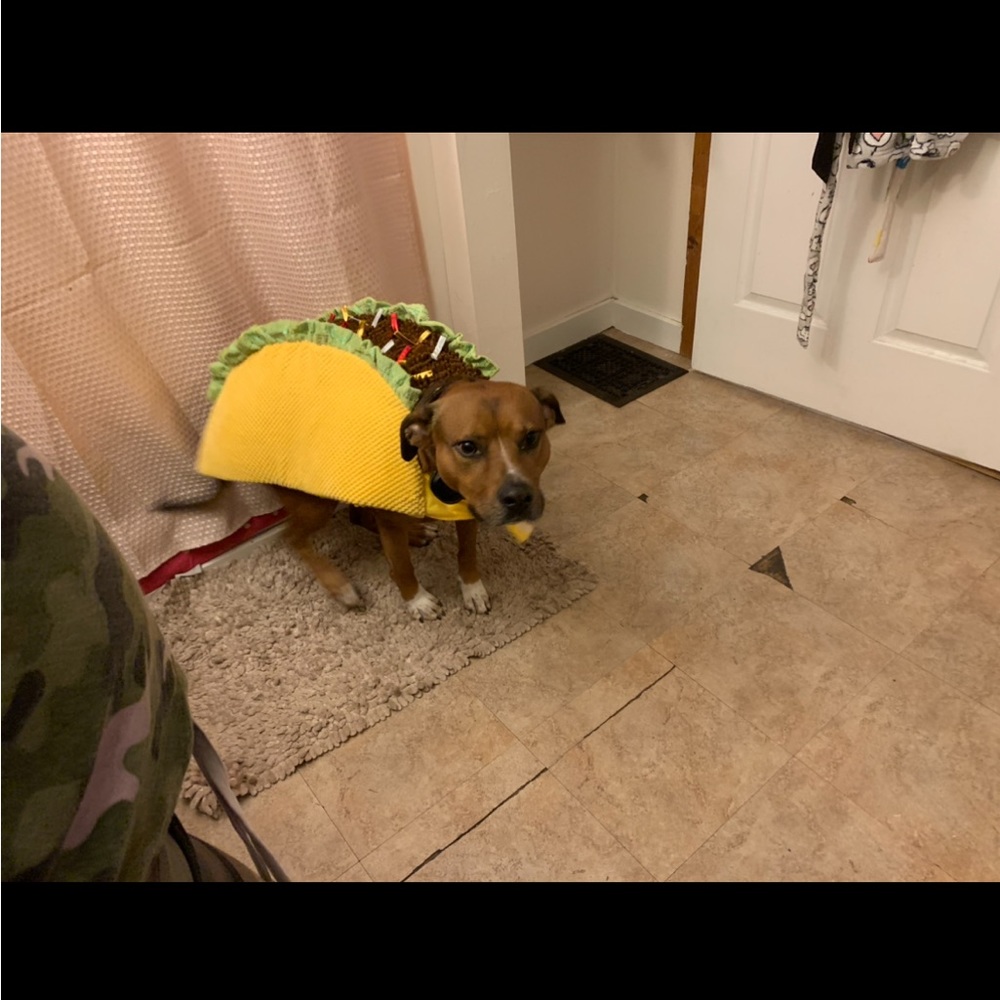 Taco dog costume. Med/lg size dog. The dog wearing it is 65lbs